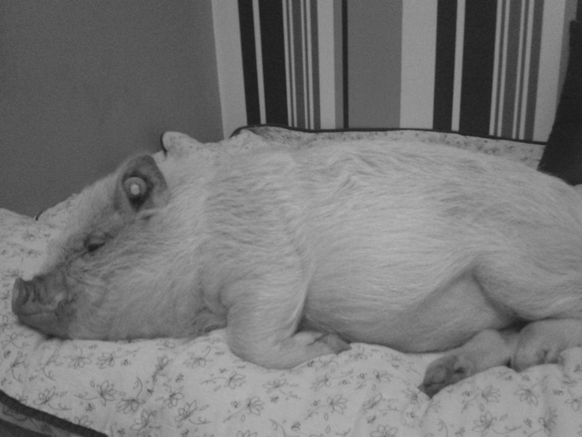 Min MiniGris- Luffe<3 *SOLGT* :'( - Sover en time på min dyne:) billede 15