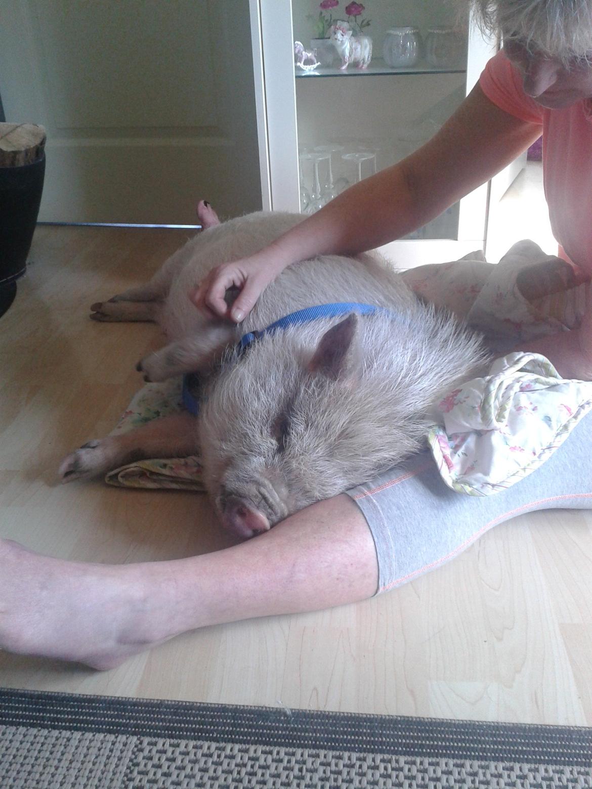 Min MiniGris- Luffe<3 *SOLGT* :'( - Ren hygge på gulvet billede 16