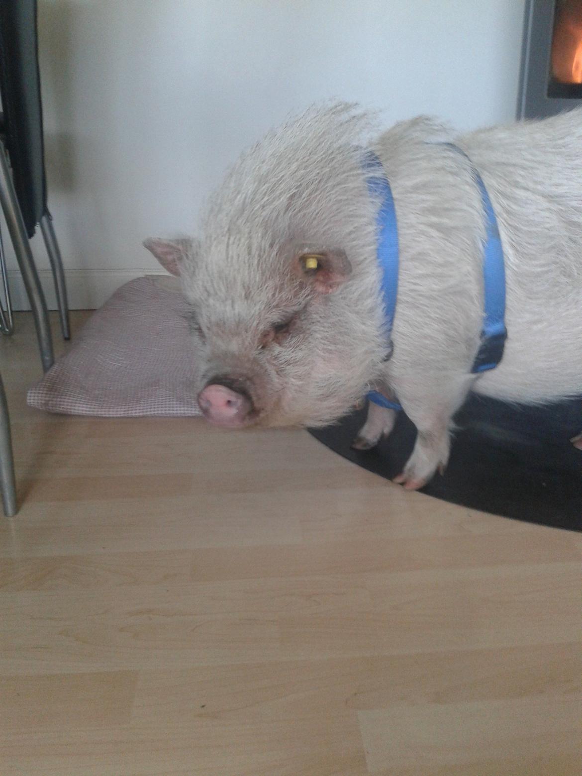 Min MiniGris- Luffe<3 *SOLGT* :'( - Har du noget du skal sige? billede 17