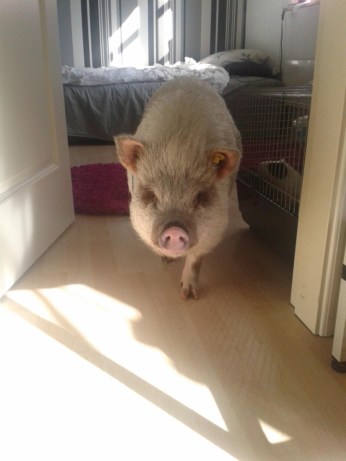 Min MiniGris- Luffe<3 *SOLGT* :'( - Jeg kommer nu:) billede 18