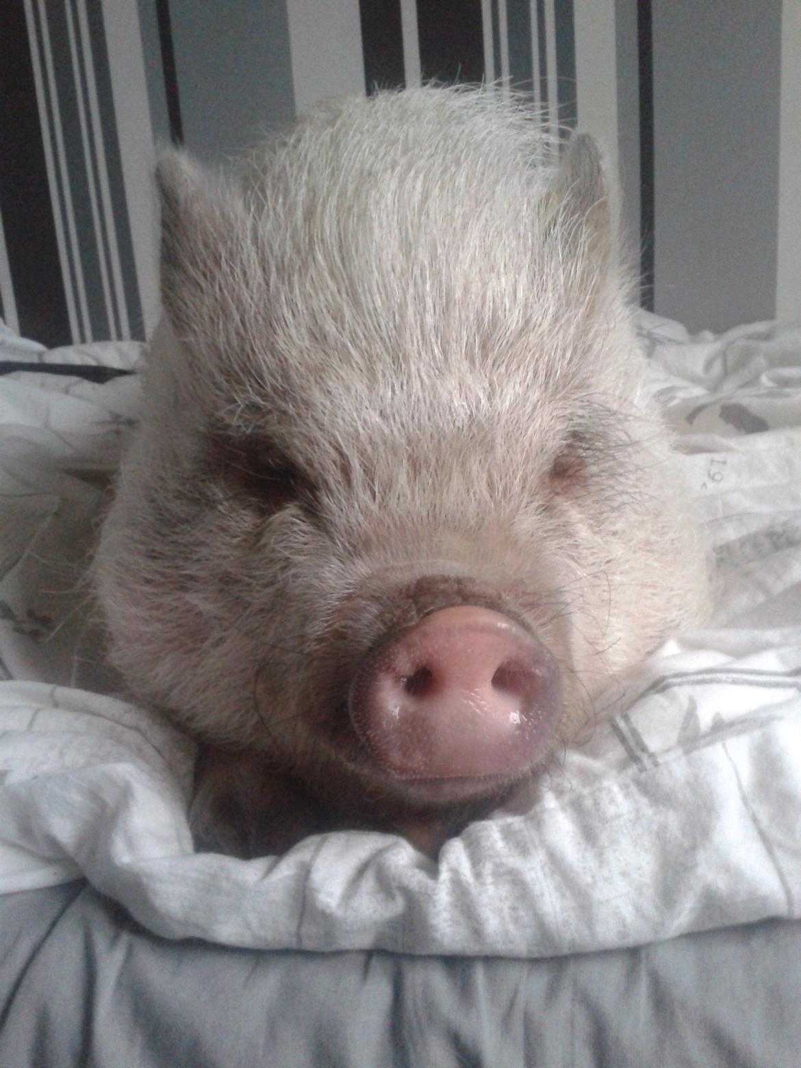 Min MiniGris- Luffe<3 *SOLGT* :'( - Nurhh hvor er han sød! billede 19