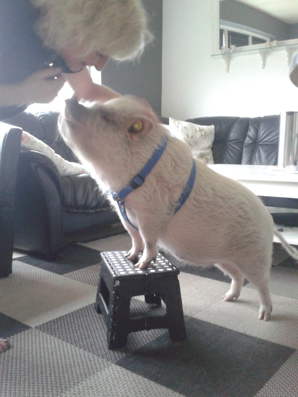 Min MiniGris- Luffe<3 *SOLGT* :'( - Luffe's cirkus.. ! billede 20