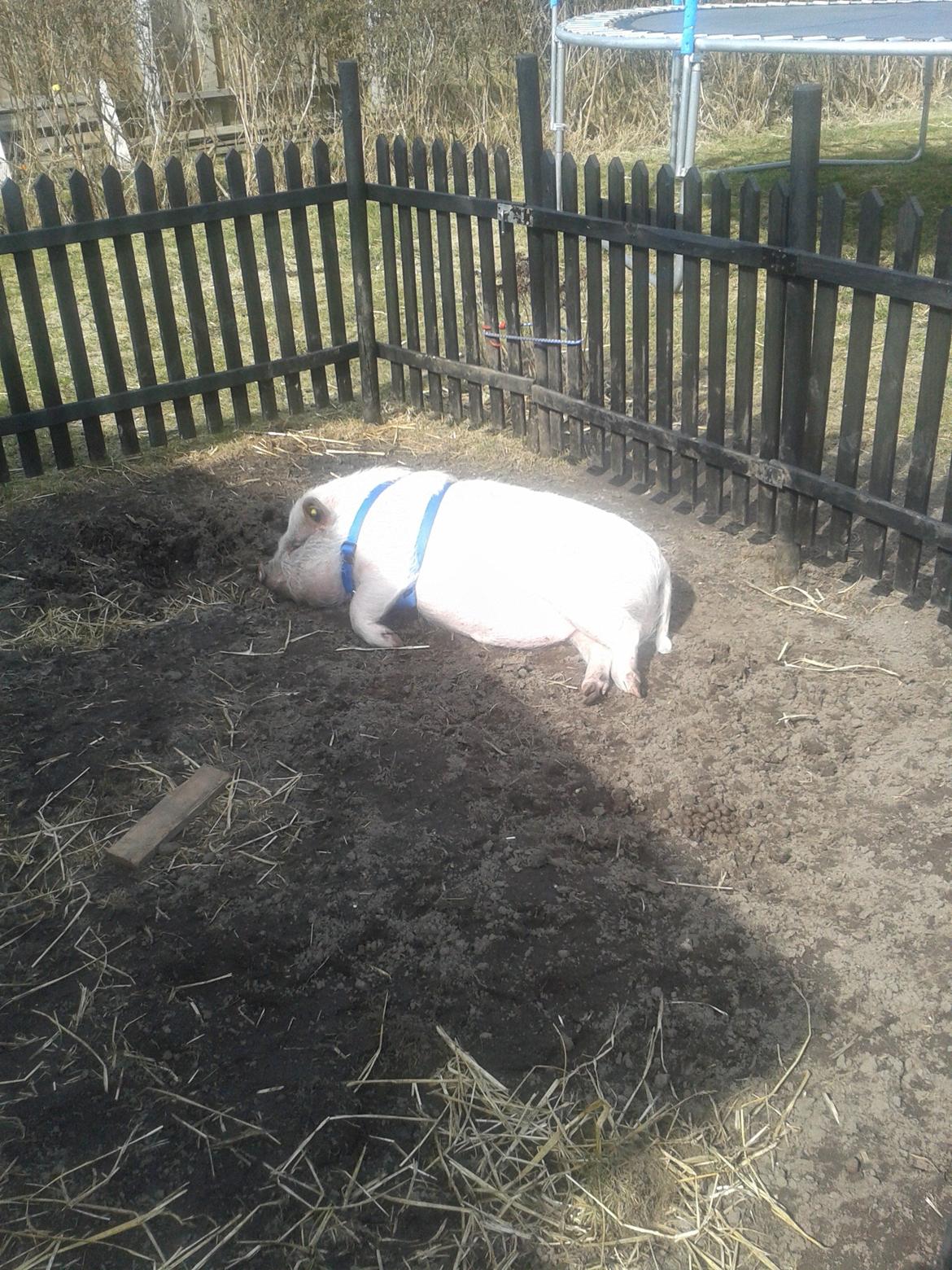 Min MiniGris- Luffe<3 *SOLGT* :'( - Jord-hygge en dejlig sommerdag billede 21