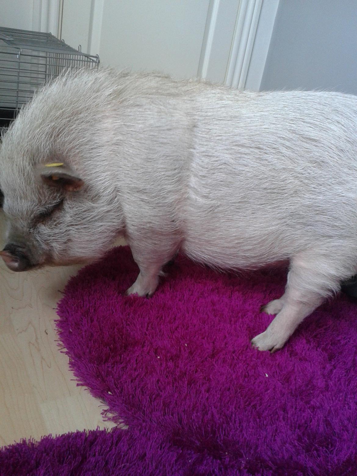 Min MiniGris- Luffe<3 *SOLGT* :'( - Uf, det er svært at vende.. billede 22