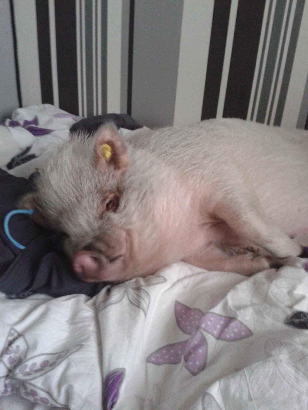 Min MiniGris- Luffe<3 *SOLGT* :'( - Jeg er såå træt billede 23