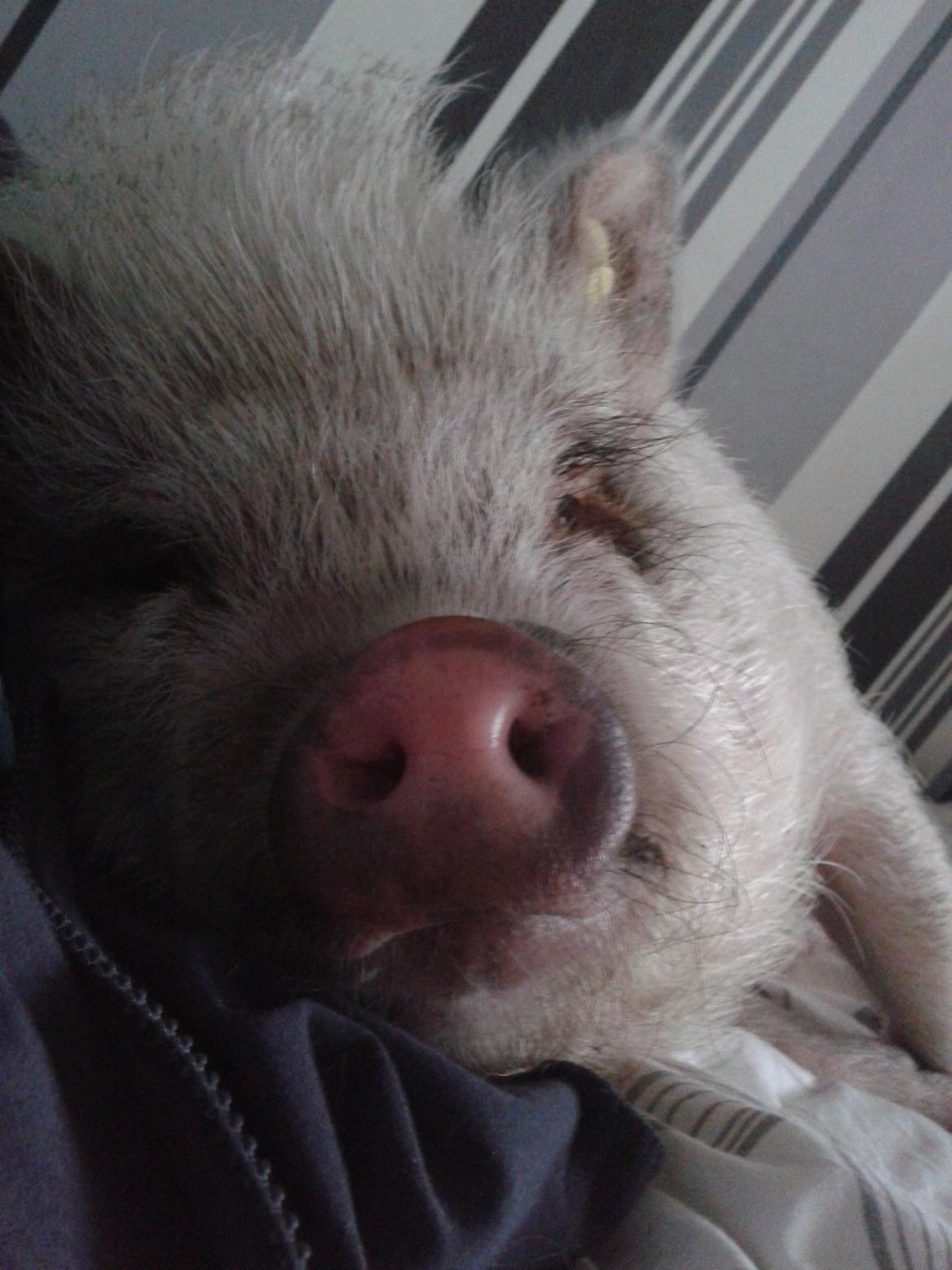 Min MiniGris- Luffe<3 *SOLGT* :'( - Hihi:P billede 24