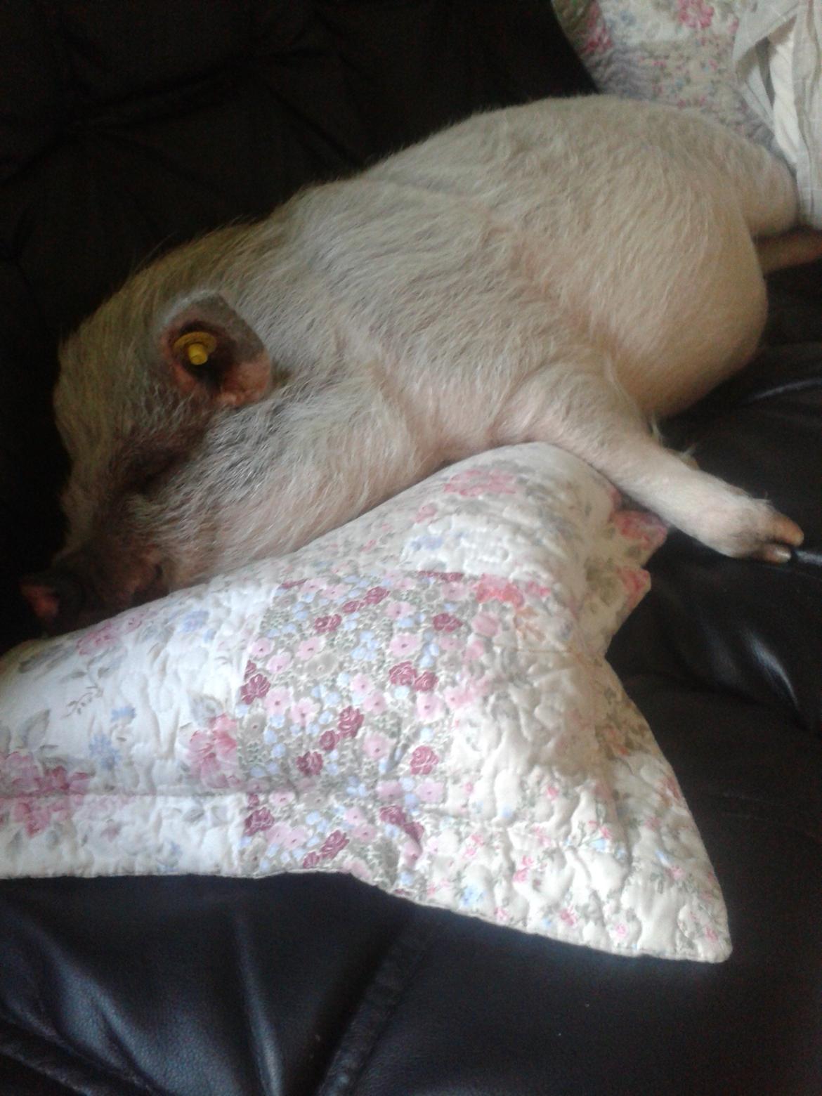 Min MiniGris- Luffe<3 *SOLGT* :'( - Nogle der vil holde mig i 'klov'? billede 27