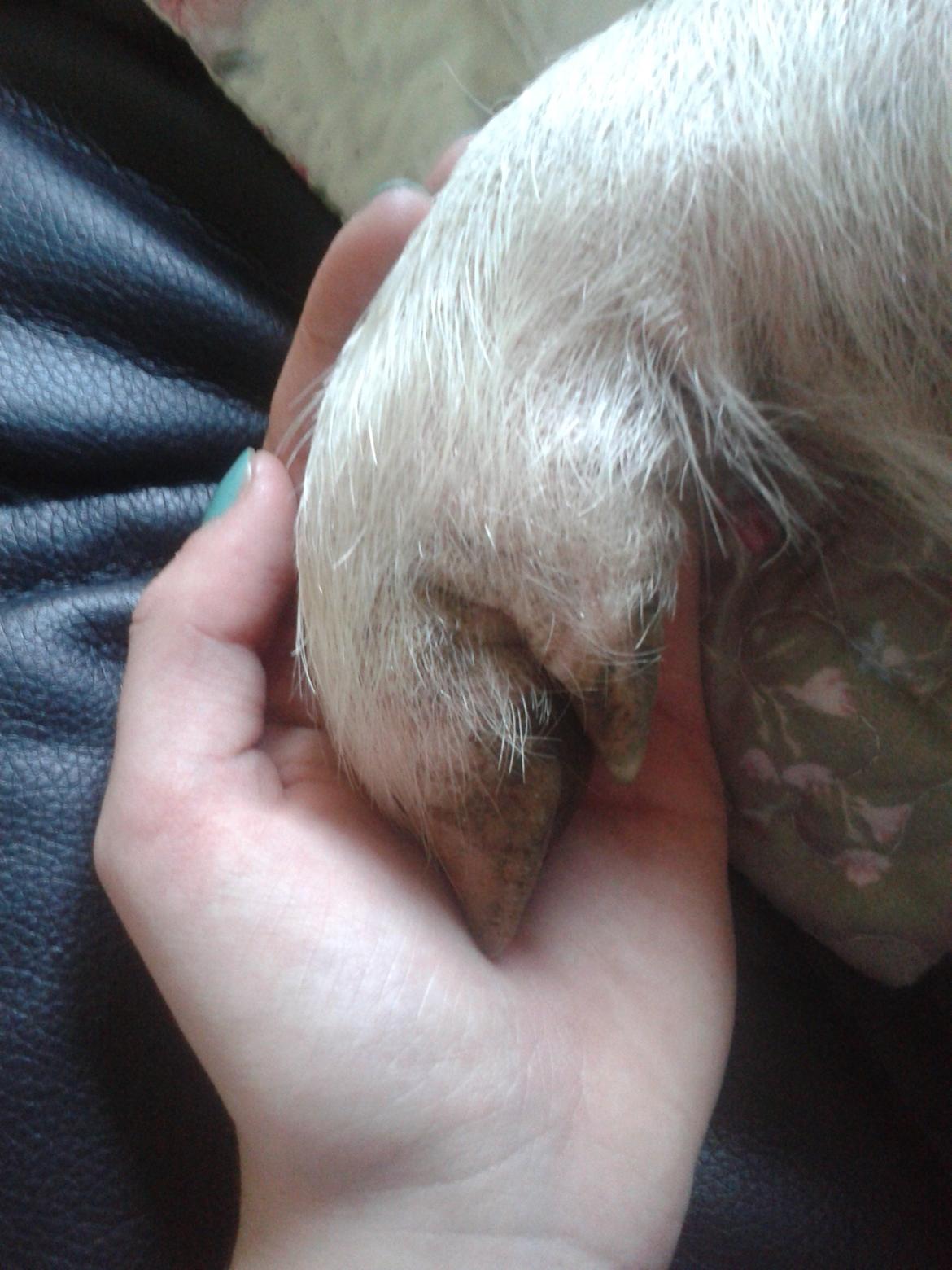 Min MiniGris- Luffe<3 *SOLGT* :'( - Min hånd vs. Luffes klov billede 25