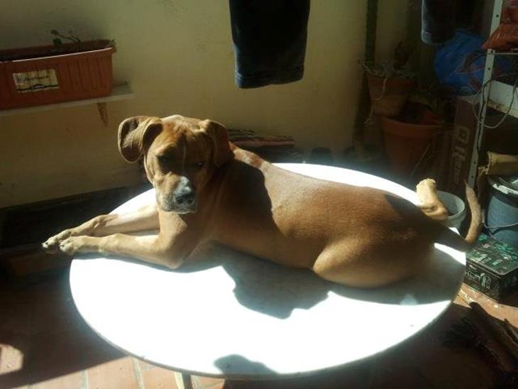 Yanko billede 0