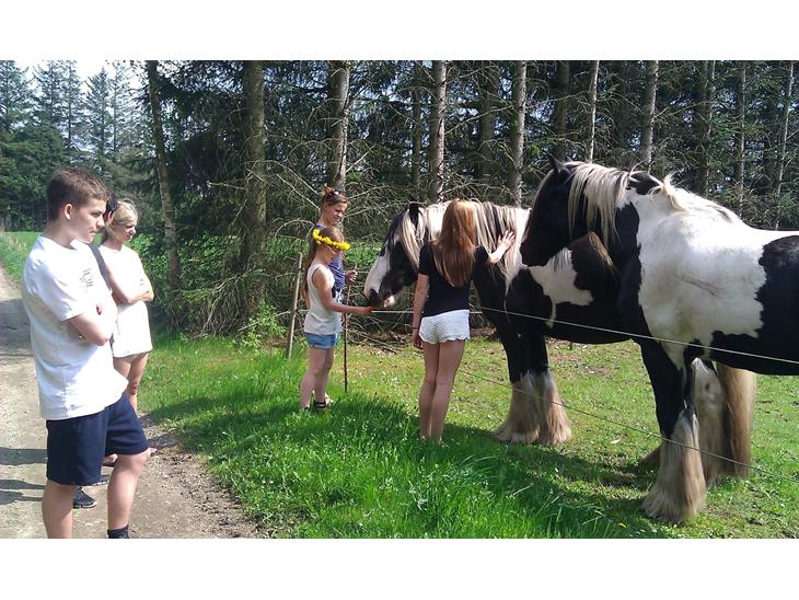 {{currentPhoto.altText}} billede {{currentPhoto.number}}