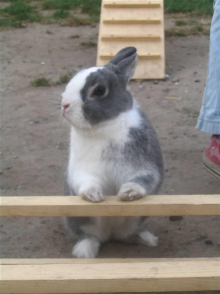 Blandede billedere af skønne ninuser gennem tiden :)  billede 55