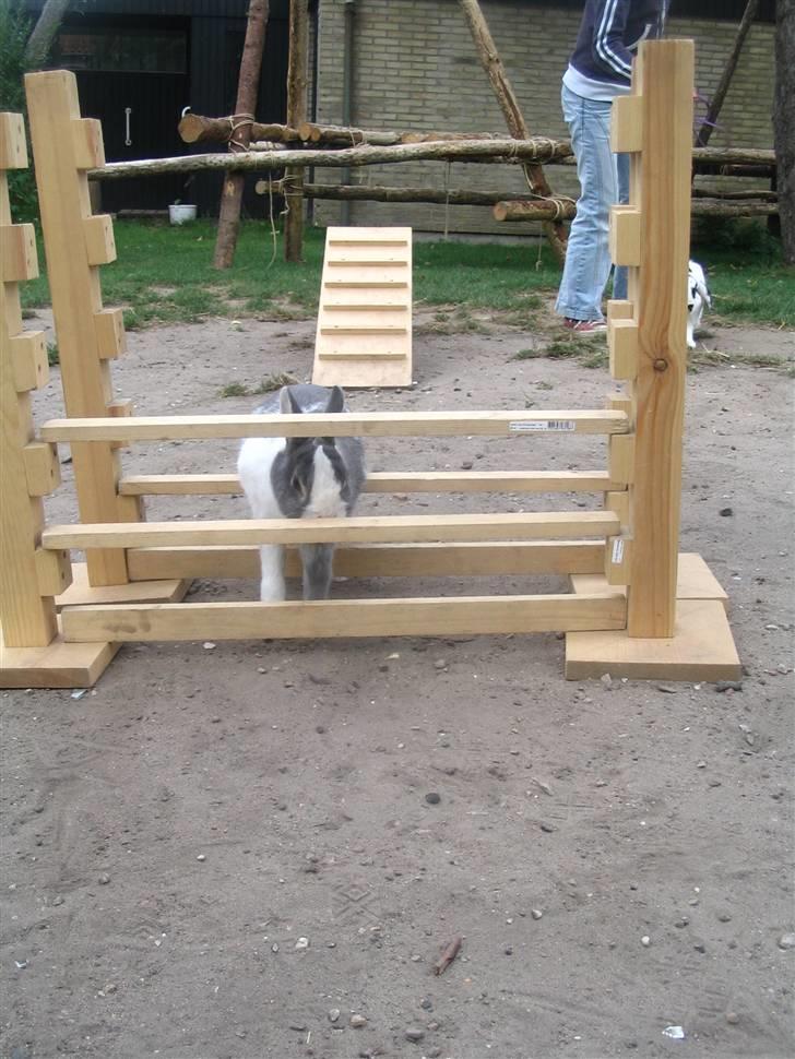 Blandede billedere af skønne ninuser gennem tiden :)  billede 56