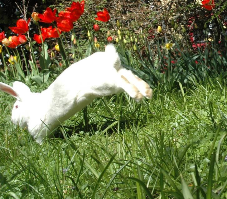 Blandede billedere af skønne ninuser gennem tiden :)  billede 57