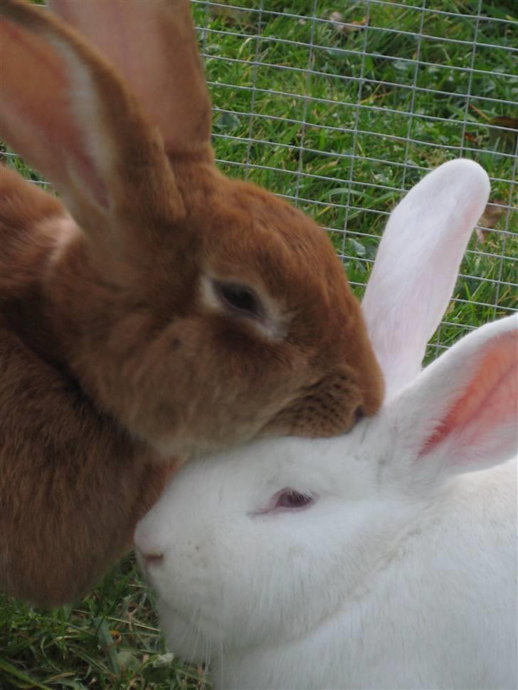 Blandede billedere af skønne ninuser gennem tiden :)  billede 58