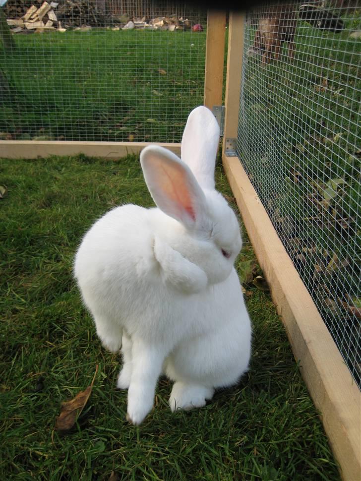 Blandede billedere af skønne ninuser gennem tiden :)  billede 59