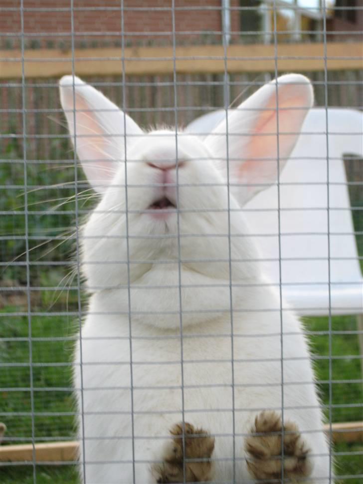 Blandede billedere af skønne ninuser gennem tiden :)  billede 60