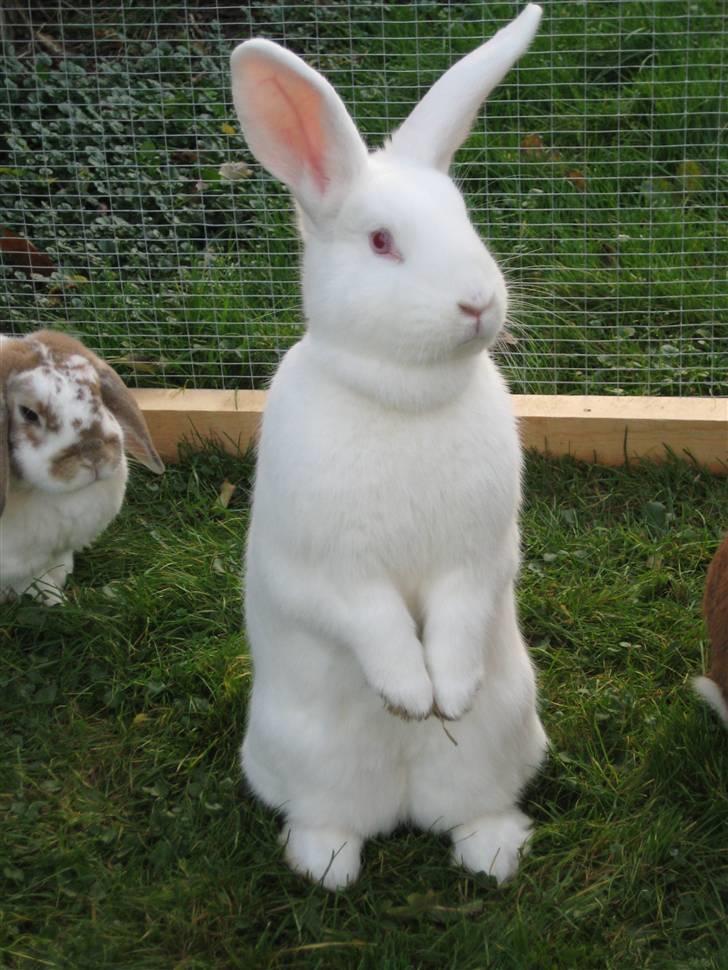 Blandede billedere af skønne ninuser gennem tiden :)  billede 61