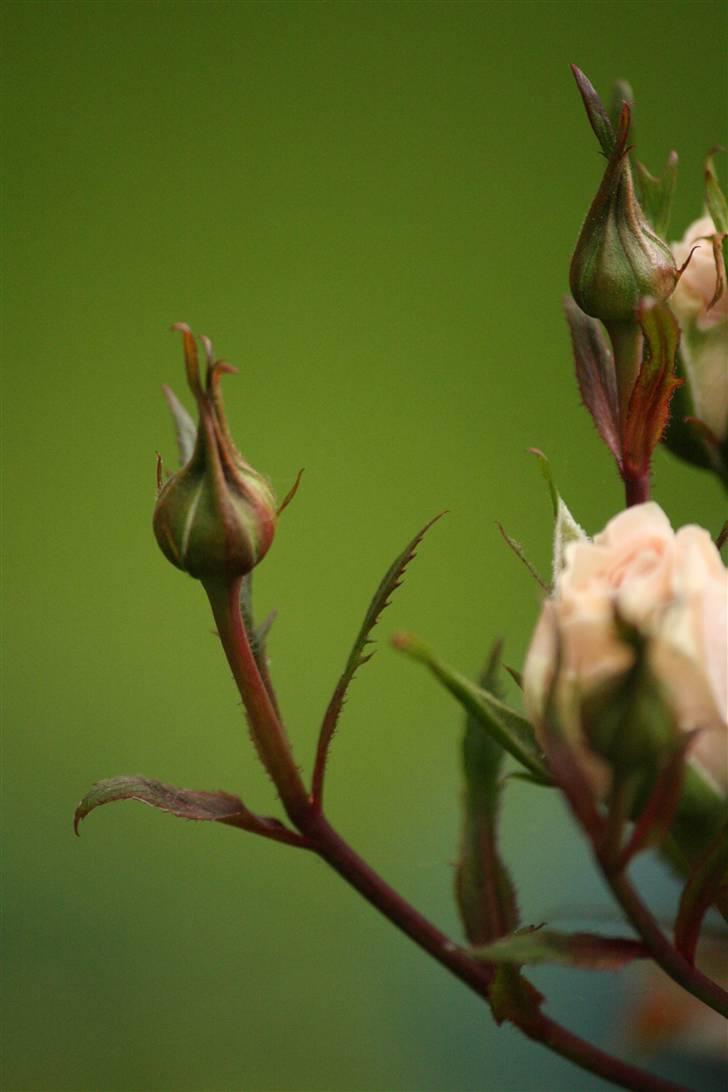 Billeder af Blomster :D!  billede 1