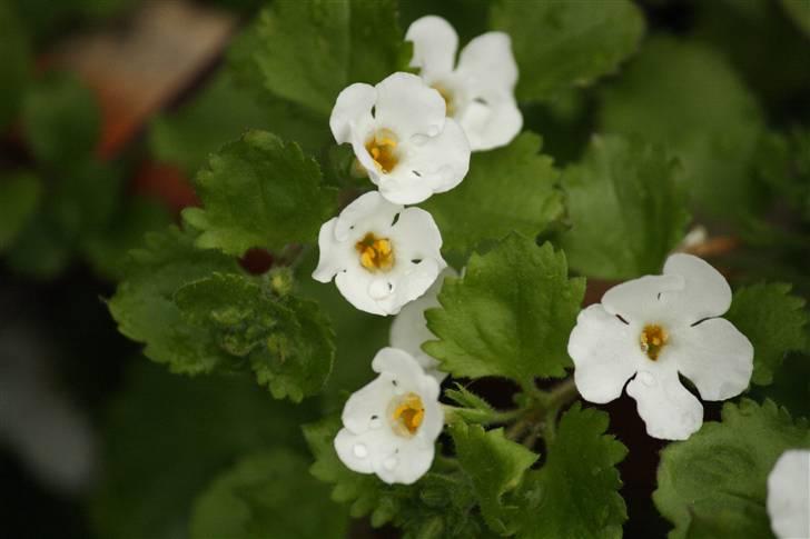 Billeder af Blomster :D!  billede 11