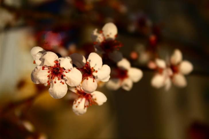 Billeder af Blomster :D!  billede 16