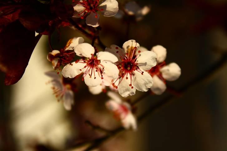 Billeder af Blomster :D!  billede 17