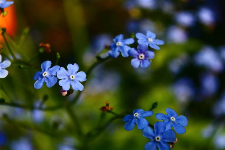 Billeder af Blomster :D!  billede 21