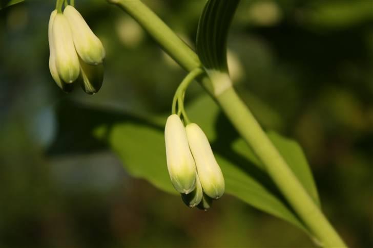 Billeder af Blomster :D!  billede 22