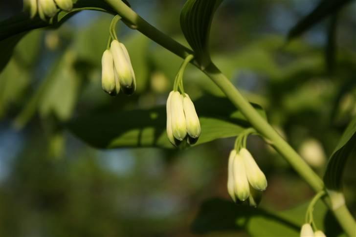 Billeder af Blomster :D!  billede 23