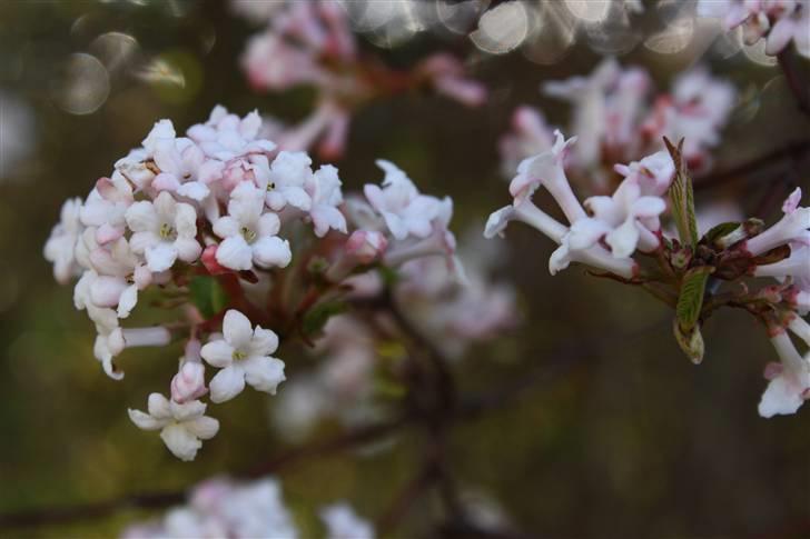 Billeder af Blomster :D!  billede 36