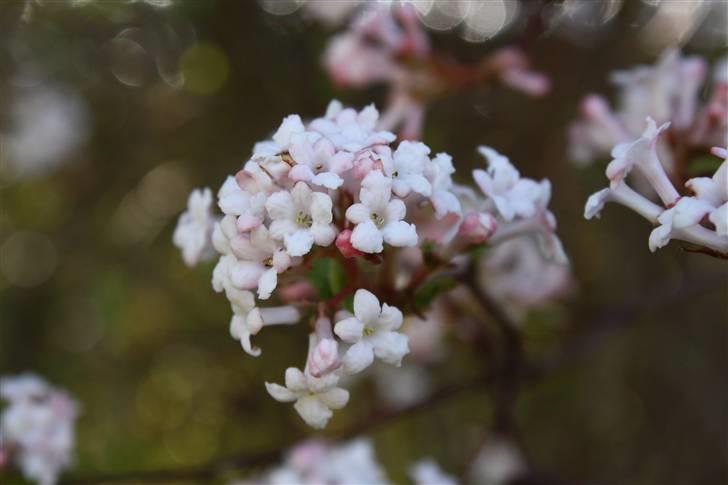 Billeder af Blomster :D!  billede 37