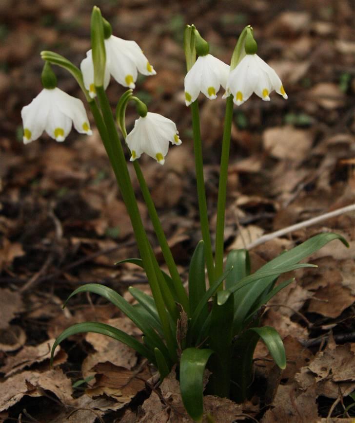 Billeder af Blomster :D!  billede 41