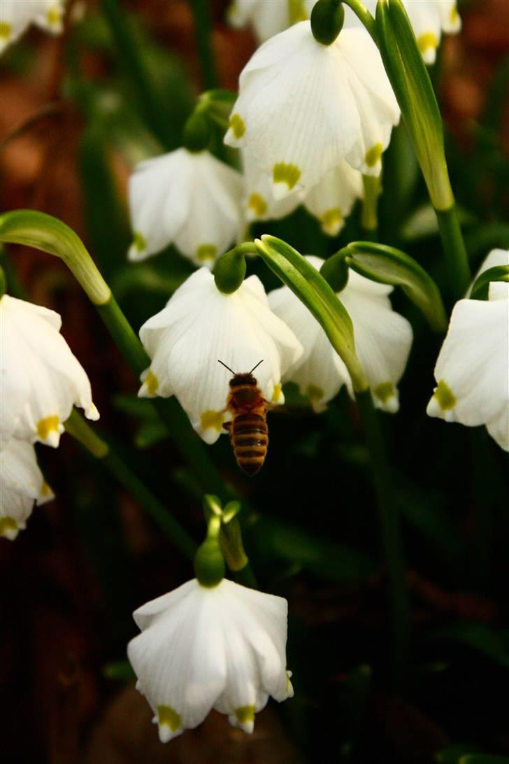 Billeder af Blomster :D!  billede 42