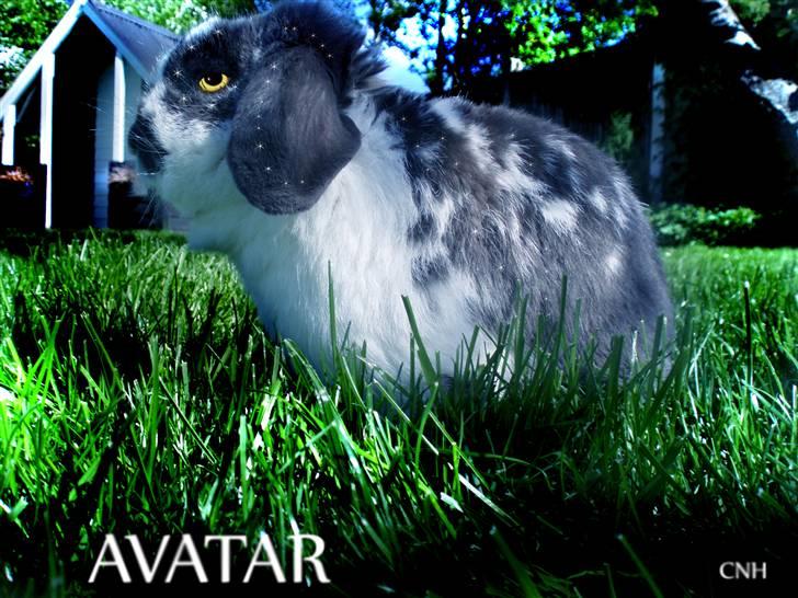 Avatar Dyr - Lavet til folk, af mig (: billede 2