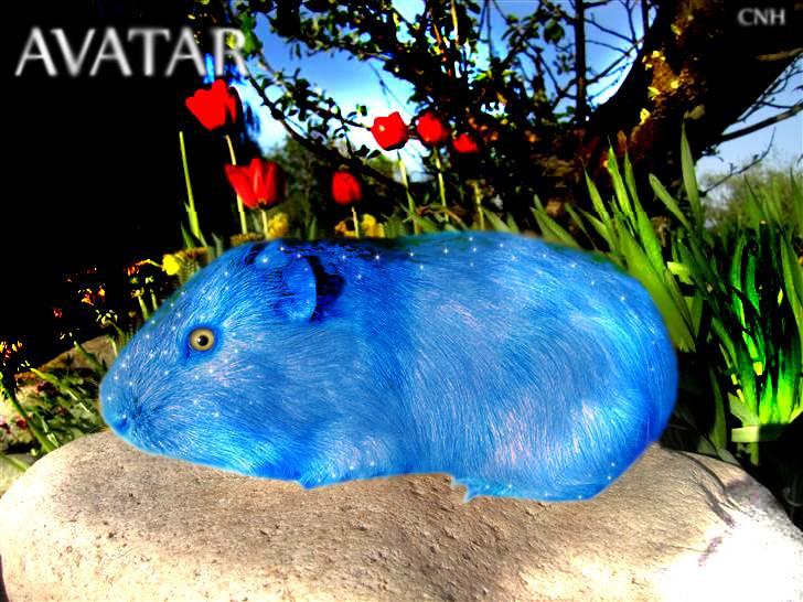 Avatar Dyr - Lavet til folk, af mig (: billede 5