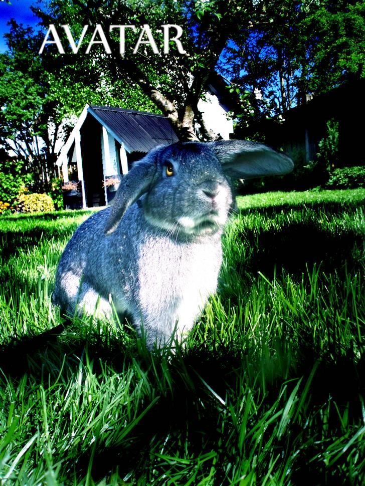 Avatar Dyr - Lavet til folk, af mig (: billede 3