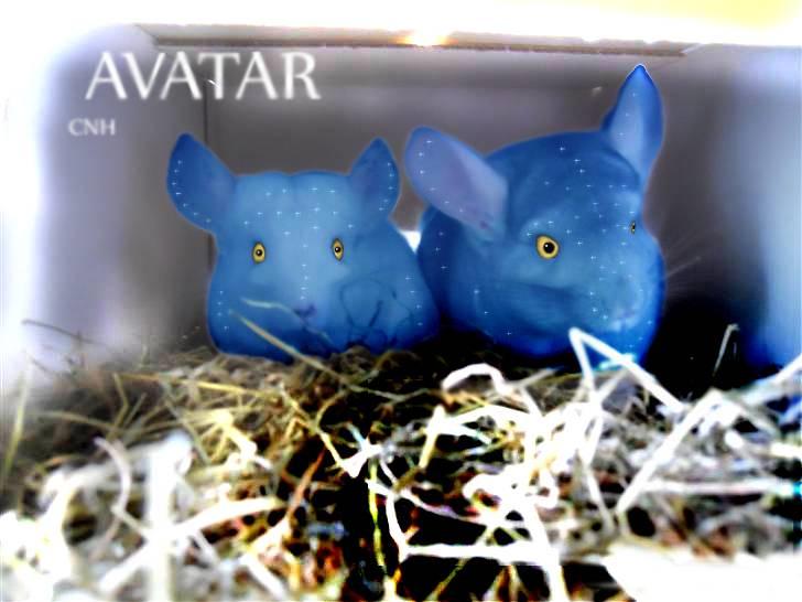 Avatar Dyr - Lavet til folk, af mig (: billede 4