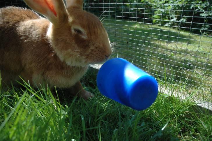 Blandede billedere af skønne ninuser gennem tiden :)  billede 63