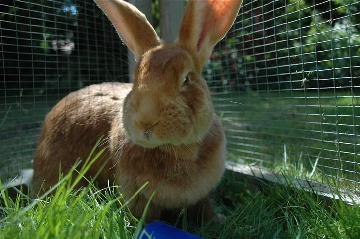 Blandede billedere af skønne ninuser gennem tiden :)  billede 64