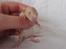 Yui's Kuld C - Pige 3 Yui's Royal
Mock Fawn Berkshire Dumbo Rex 36g.
Reserveret til Kahni Shakers