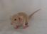 Yui's Kuld C - Pige 3 Yui's Royal
Mock Fawn Berkshire Dumbo Rex 75g
Reserveret til Kahni Shakers