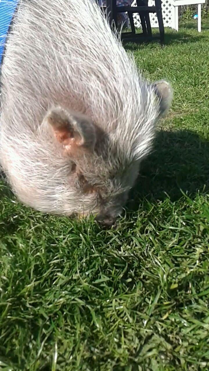 Min MiniGris- Luffe<3 *SOLGT* :'( billede 28