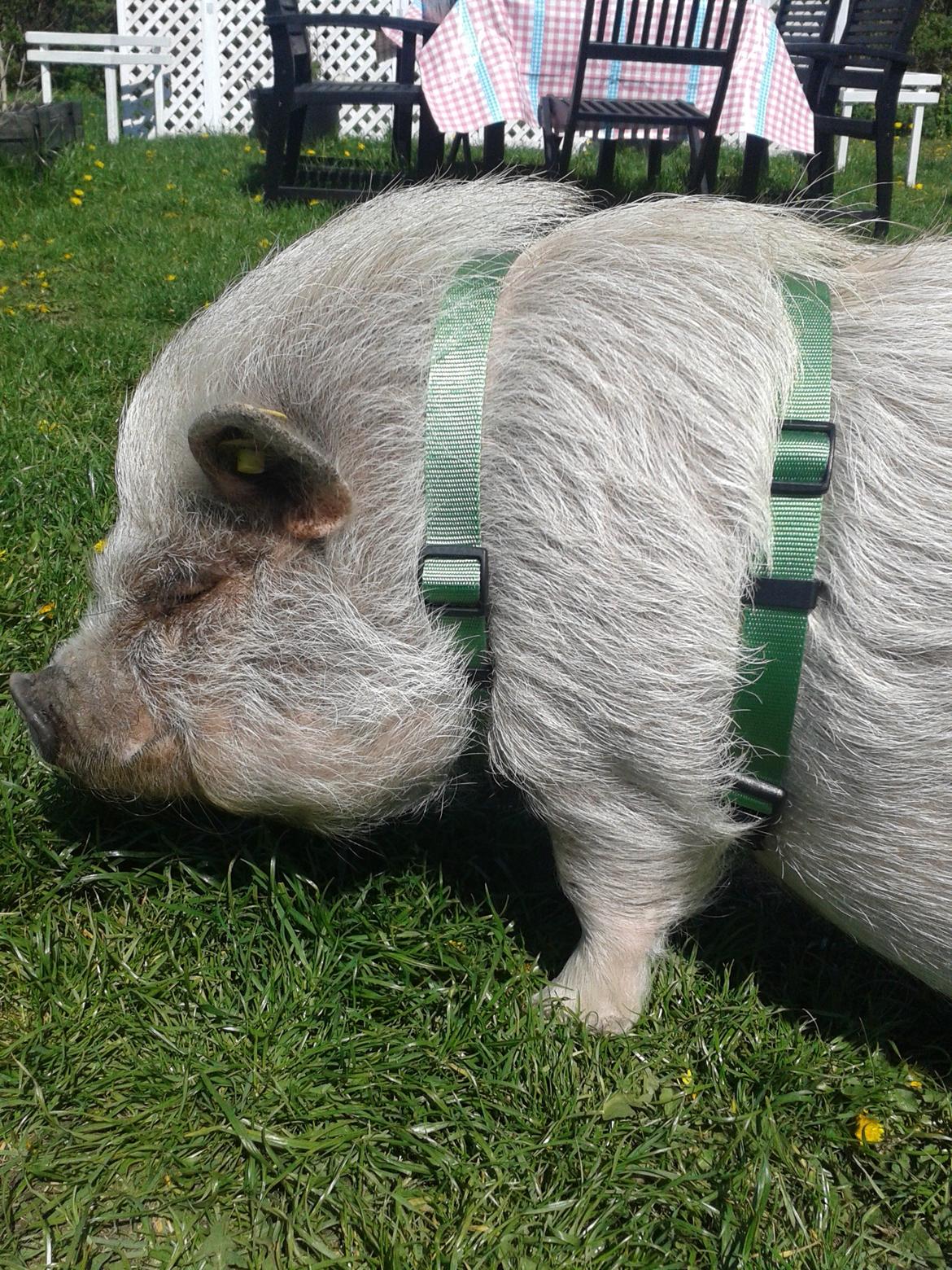 Min MiniGris- Luffe<3 *SOLGT* :'( billede 29