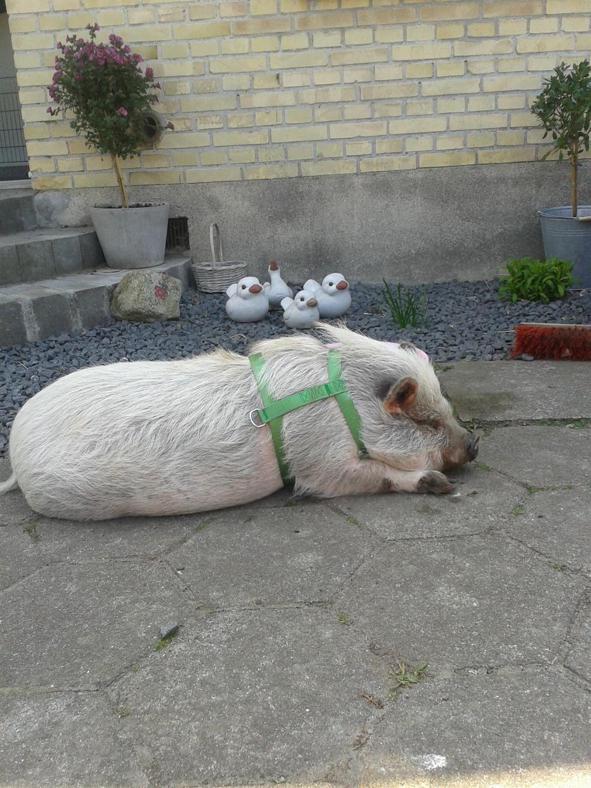 Min MiniGris- Luffe<3 *SOLGT* :'( billede 30