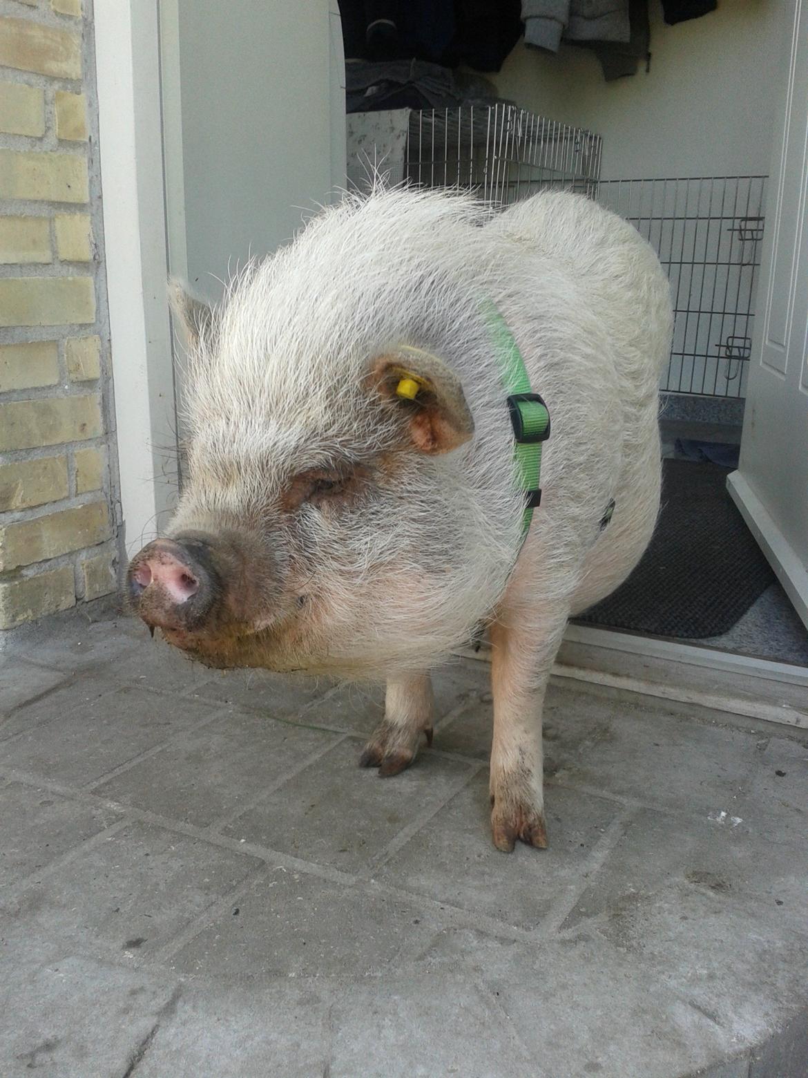 Min MiniGris- Luffe<3 *SOLGT* :'( billede 31