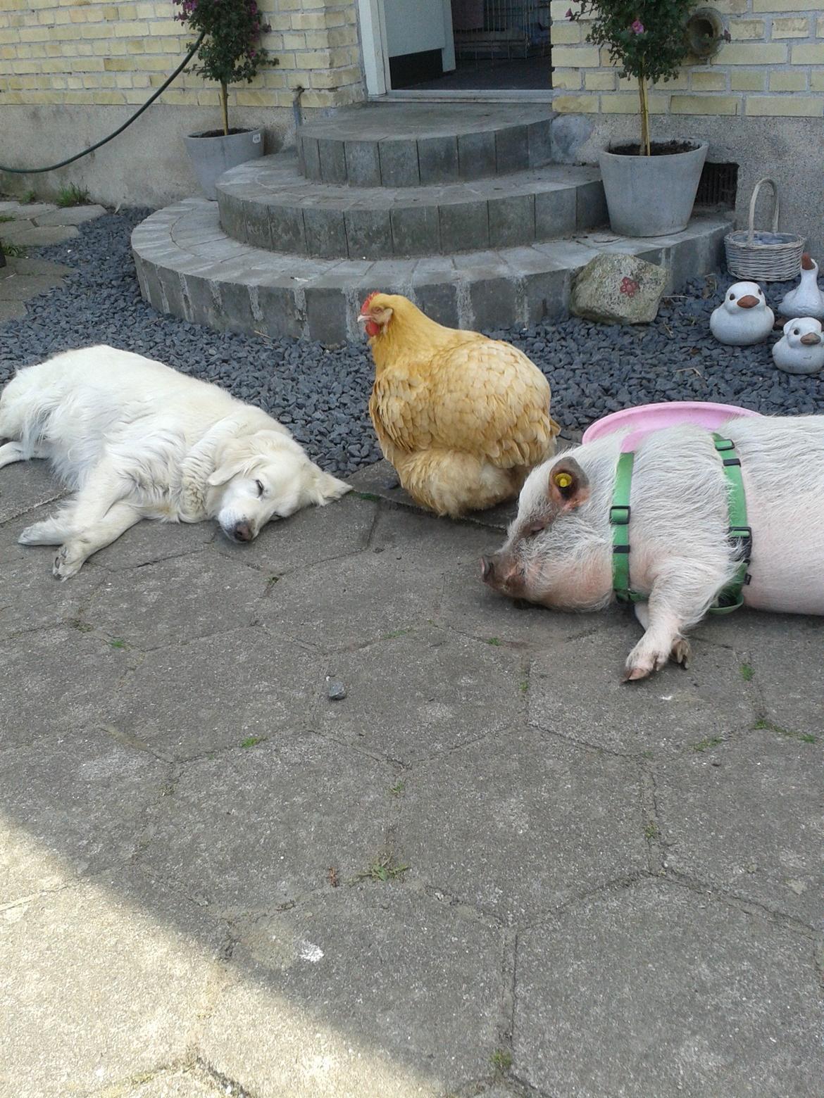 Min MiniGris- Luffe<3 *SOLGT* :'( billede 32