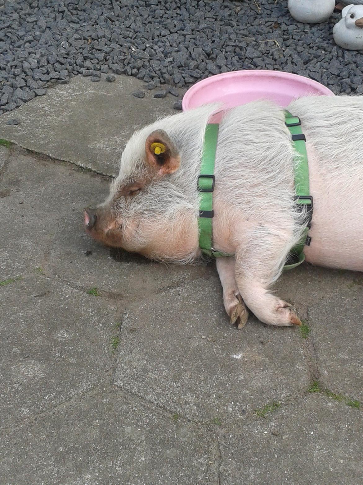 Min MiniGris- Luffe<3 *SOLGT* :'( billede 33