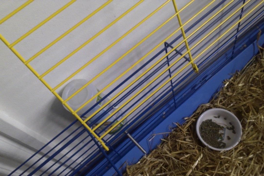 Mine kanin ting:) - Vand og mad:) billede 20