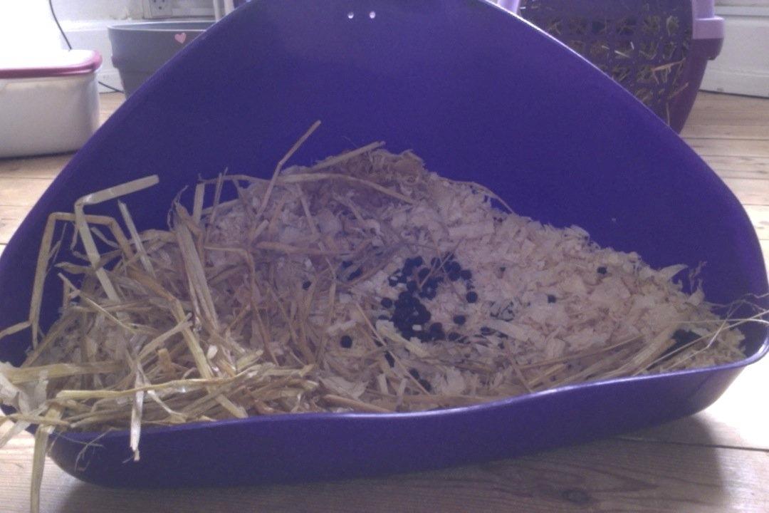 Mine kanin ting:) - Hendes toilet. Hun er dygtig til at bruge det:) billede 21