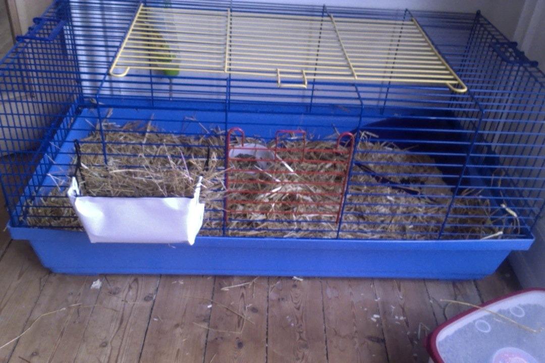 Mine kanin ting:) - Hele buret:) billede 22