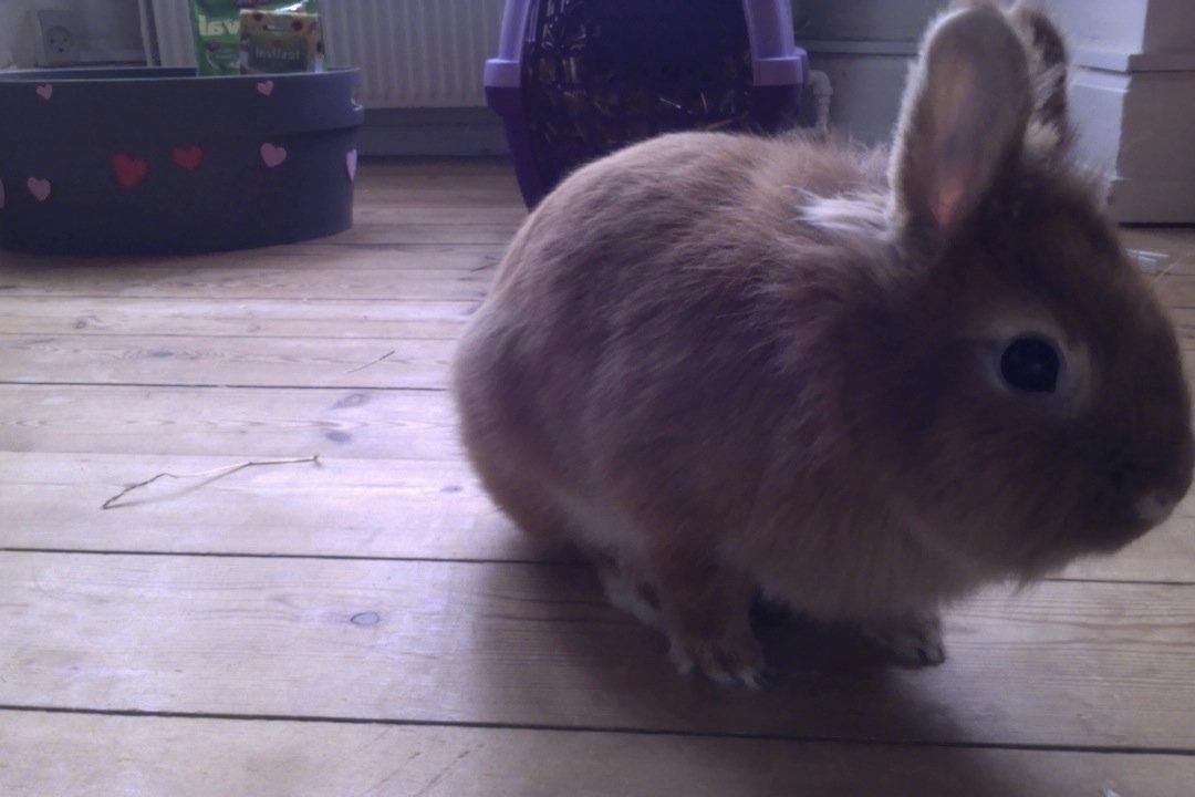 Mine kanin ting:) - Og sidst, men ikke mindst. Min kanin Molly<3 billede 23
